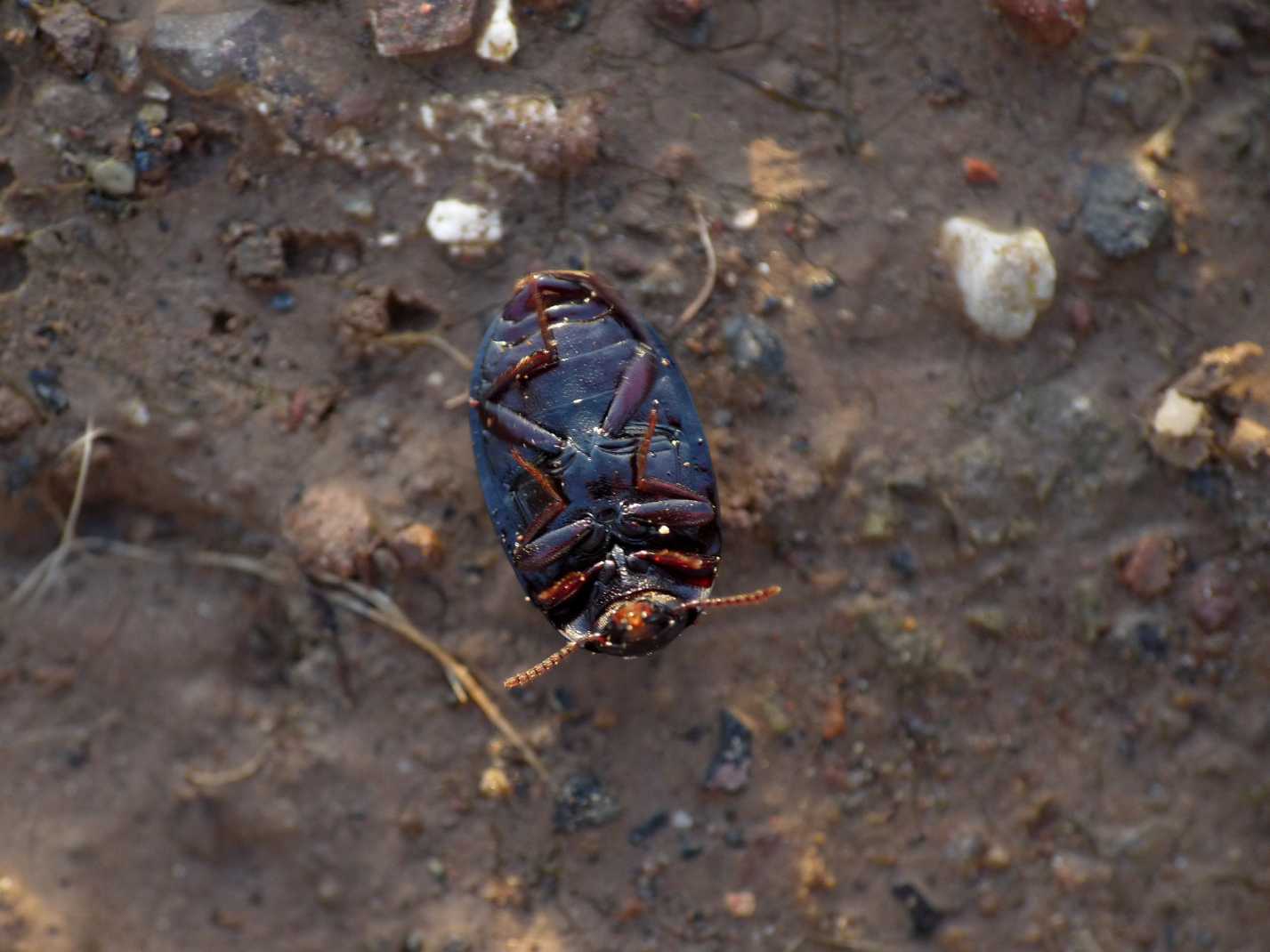 Tenebrionidae? Si, Platydema violaceum